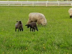 Black Sheep and lambs Stock Footage
