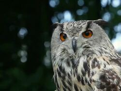 CU European eagle owl looking around / Vieux Pont, Normandy,  France Stock Footage