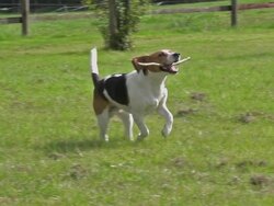 MS TS SLO MO Shot of Beagle dog, young playing with Stick of Wood in its mouth and running on grass / Calvados, Normandy, France Stock Footage