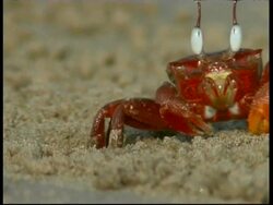 Shore crab (Ocypode sp.) emerges from hole, looks to camera and re-enters, South India Stock Footage