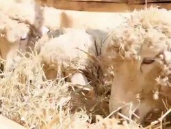 Sheep grazing Stock Footage