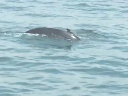 Humpback whales Stock Footage
