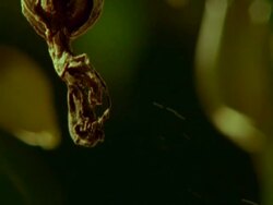 BCU Orchid Seed head dispersing seeds in wind Stock Footage