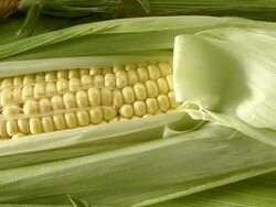 Travel on corn cob. recorrido sobre mazorca de maiz Stock Footage