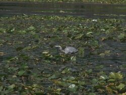 Great blue heron 10 - HD 1080/60i Stock Footage