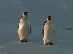 MS Adult penguins on sea ice / EkstrÃƒÂ¶m Ice Shelf,Atka Iceport Emperor Penguin Colony,  Queen Maud land, Antarctica Stock Footage