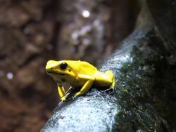 yellow frog Stock Footage