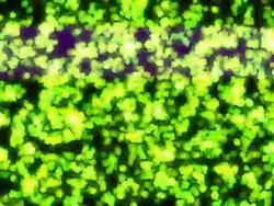 bacteria background render Stock Footage