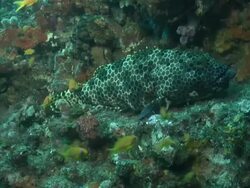 CU Rock cod lying and resting on shelf covered with coral and sea squirts / Matola, Maputo, Mozambique Stock Footage