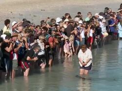 MS PAN People at Monkey Mia shore while bottlenose dolphins swimming / Shark Bay, Western Australia, Australia Stock Footage