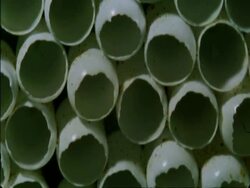 CU empty Caterpillar eggs, Botswana, Africa Stock Footage