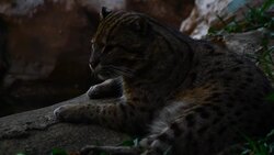 fishing cat (Prionailurus viverrinus ) , Tiger family in Thailand Stock Footage