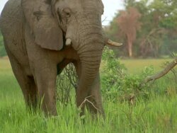 MS Elephant grazing in tall green grass / Okavango Delta, North West District, Botswana Stock Footage