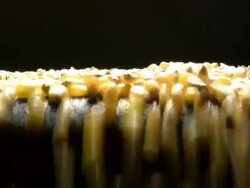 Corn crops Stock Footage