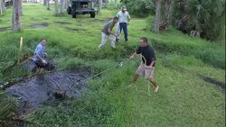 Hunters wrangle an alligator from a pond and drag it onto the banks. Stock Footage