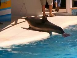 Dolphin in aquapark Stock Footage