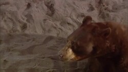 A bear drops and rolls in the sand. Stock Footage