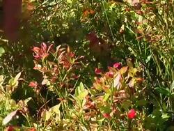 Harvest blueberry. Stock Footage
