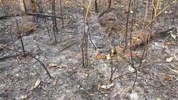 Panning of land after burning Stock Footage