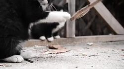 Cats Stock Footage