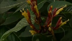 A hummingbird feeds on tropical flowers. Stock Footage
