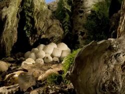 Fly agaric toadstool (Amanita muscari) growing, track across Stock Footage