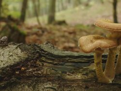 HD DOLLY: Mushrooms Stock Footage