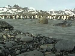 WS, King penguins (Aptenodytes patagonicus) standing along glacial river, pebbles in foreground, mountains in background, South Georgia Island, Falkland Islands, British overseas territory Stock Footage