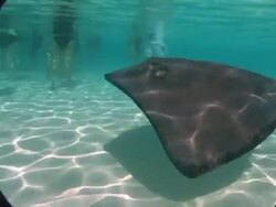CU, Cayman Islands, Grand Cayman, Stingray City, Tourists playing with stingray in sea, low section Stock Footage