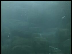MS Underwater shot of puffins diving for fish, Arctic circle Stock Footage