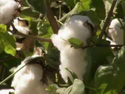 CU of cotton bolls on plants, moving in the wind. Stock Footage