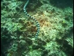 MS Tracking Sea Snake swimming across coral, underwater, Thailand Stock Footage