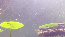 Lilly drift Stock Footage