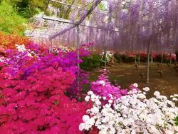Beautiful wisteria Stock Footage