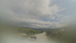 Running sheeps on the road Stock Footage