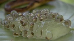 A cat-eyed snake rests near a cluster of frog eggs. Stock Footage