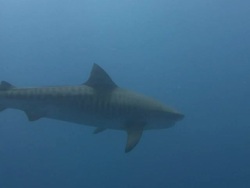 Tiger Shark (Galeocerdo cuvier) Stock Footage