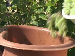 HD: Working In The Vineyard Stock Footage