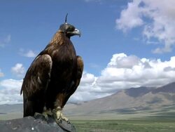 Blindfolded eagle with mountain landscape on the backgrounf Stock Footage
