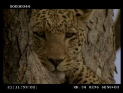 Leopard, Panthera pardus, portrait of face in tree, CU, Botswana Stock Footage