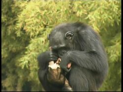 Chimpanzees, Pan troglodyte, mother holding wriggling baby son, CU, Israel Stock Footage