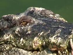 Crocodile Wink Stock Footage