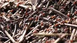Red ants are building anthill. Stock Footage