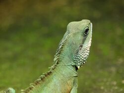 Green iguana Stock Footage