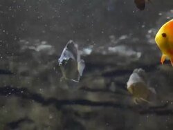Aquarium fish, Sixspine butterfly-fish Stock Footage