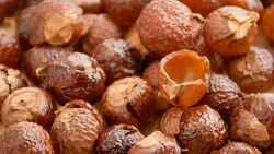 soap nuts, close up Stock Footage
