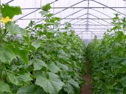 MS Cucumber plant at greenhouse / Serrig, Rhineland-Palatinate, Germany Stock Footage