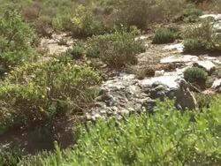 MS PAN Shot of White and black mottled quartz rock surrounded by vygies / Namaqualand, Northern Cape, South Africa Stock Footage