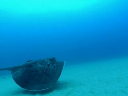 MS TS Shot of Round ribbon tail rays swimming along sandy sea floor / Matola, Maputo, Mozambique Stock Footage