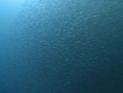 Huge shoal of fish, Southern Visayas, Philippines Stock Footage
